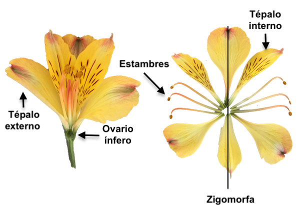 Descubre el nombre de la flor de Dios: Todo lo que necesitas saber sobre la Alstroemeria