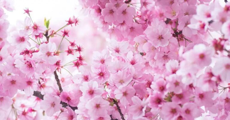 Descubre el nombre de la flor del cerezo en España y cómo cultivarla en tu jardín
