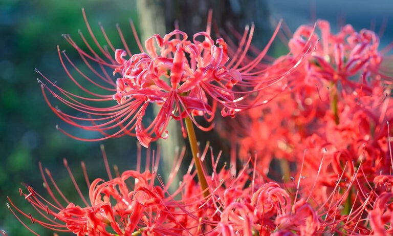 Descubre el nombre y características de la flor del infierno en tu jardín