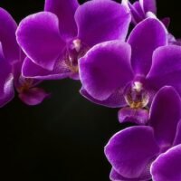 Descubre el nombre y secretos de cuidado de la impresionante orquídea morada.