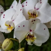Descubre el país con la mayor variedad y belleza de orquídeas en el mundo