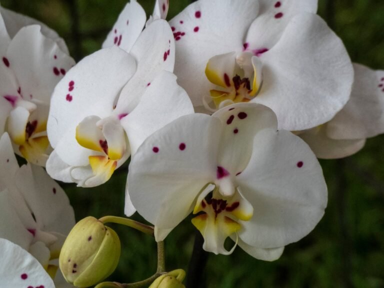 Descubre el país con la mayor variedad y belleza de orquídeas en el mundo