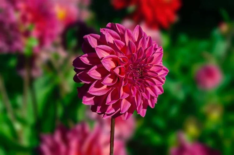 Descubre el precio de la dalia y cómo cuidarla en tu jardín