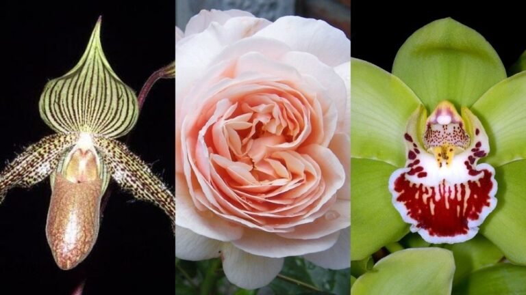 Descubre el precio exorbitante de la flor más cara del mundo: ¿vale la pena su inversión en tu jardín?