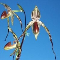 Descubre el precio exorbitante de la orquídea más costosa del mundo: ¿vale la pena invertir en ella?