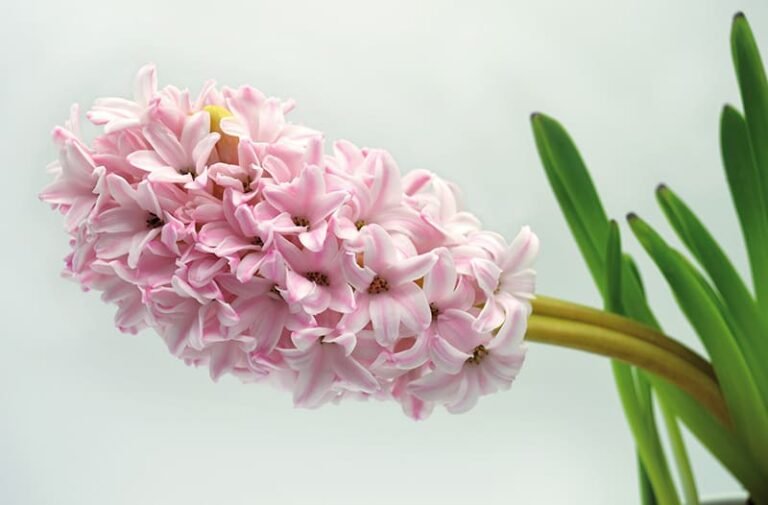 ¡Descubre el secreto para regar tus bulbos correctamente y lograr una floración espectacular!
