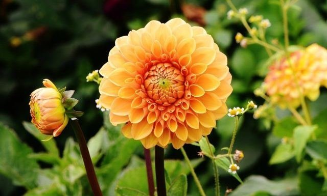 Descubre el significado de la flor que representa la traición en la jardinería