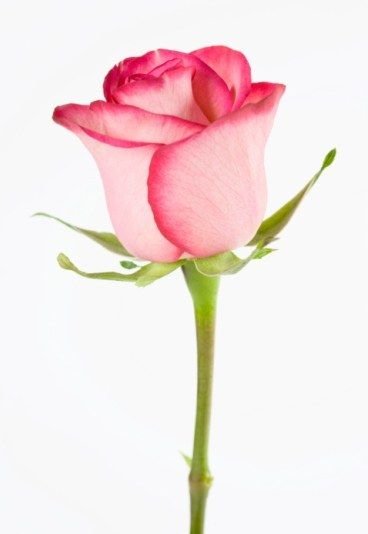 Descubre el significado de la flor rosa en Whatsapp y su relación con la jardinería