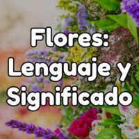 Descubre el significado detrás de cada flor: ¿Cuál es el lenguaje de las flores?