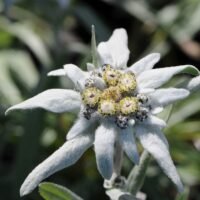 descubre-el-significado-detras-de-la-flor-de-edelweiss-en-la-jardineria