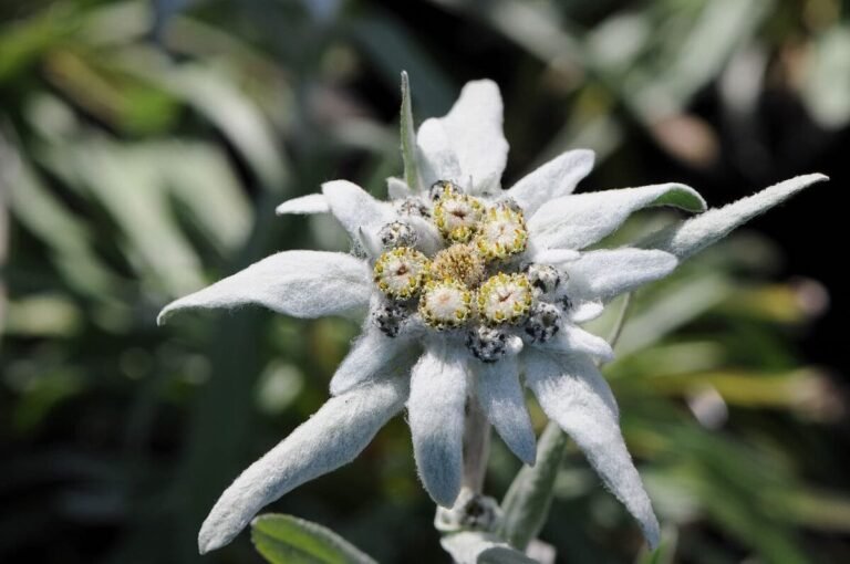 Descubre el significado detrás de la flor de edelweiss en la jardinería