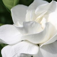 Descubre el significado detrás de la hermosa gardenia en tu jardín
