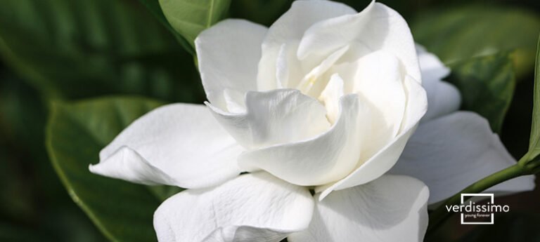 Descubre el significado detrás de la hermosa gardenia en tu jardín