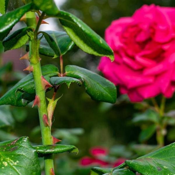 Descubre el significado detrás de las espinas de las rosas en tu jardín