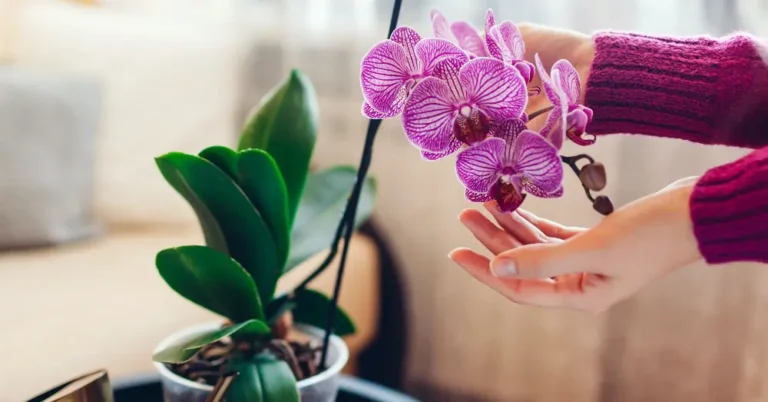 Descubre el significado detrás de un regalo de orquídea en la jardinería