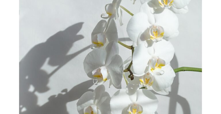 Descubre el significado detrás del símbolo de la orquídea en la jardinería