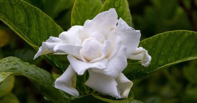 Descubre el significado y cuidados de la gardenia en España: La flor protagonista de tus jardines