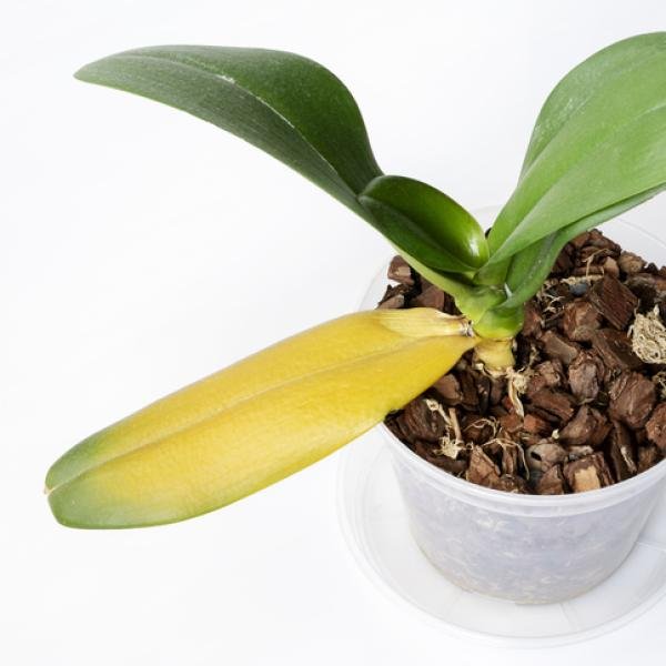 Descubre el significado y cuidados de la orquídea amarilla en tu jardín