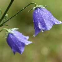 Descubre el significado y la belleza de la flor de campanilla en tu jardín