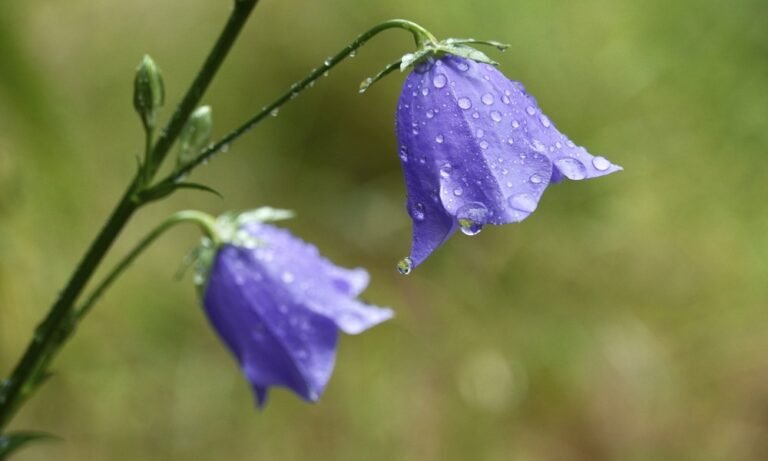 Descubre el significado y la belleza de la flor de campanilla en tu jardín