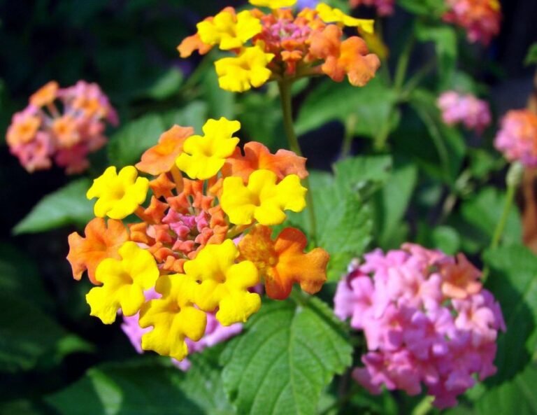 Descubre el significado y simbolismo detrás de la hermosa flor de lantana en tu jardín