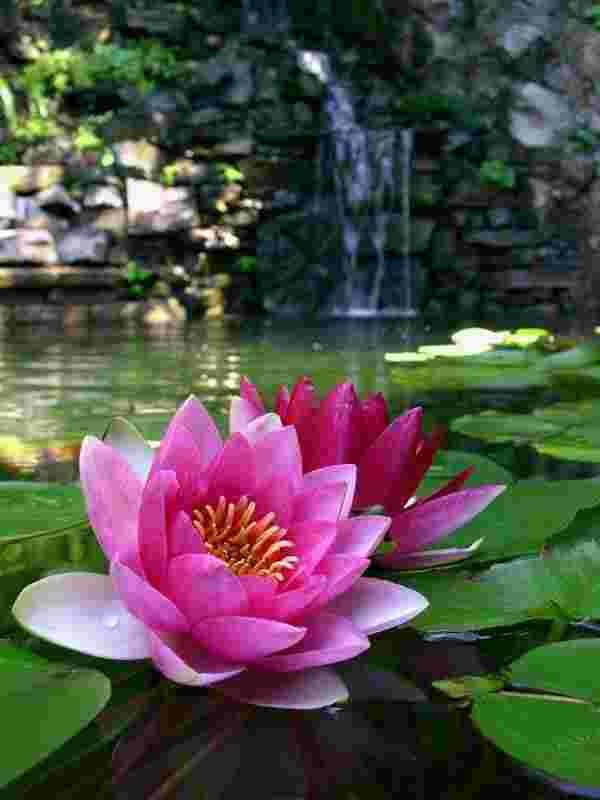 Descubre el significado y simbolismo detrás de la hermosa flor de loto en la jardinería