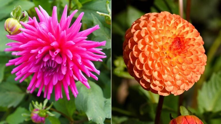 Descubre el simbolismo detrás de la elegante flor de dalia en la jardinería