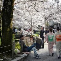 Descubre el simbolismo detrás de la hermosa flor de cerezo en la jardinería japonesa