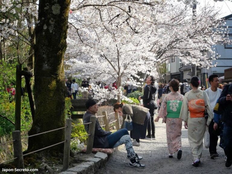 Descubre el simbolismo detrás de la hermosa flor de cerezo en la jardinería japonesa