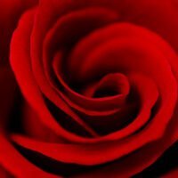 Descubre el simbolismo detrás de las rosas y su significado en la jardinería
