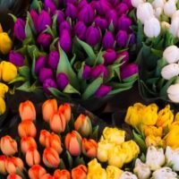 descubre-el-simbolismo-detras-de-los-tulipanes-amarillos-en-la-jardineria-y-su-significado-en-diferentes-culturas