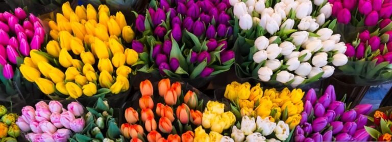 Descubre el simbolismo detrás de los tulipanes amarillos en la jardinería y su significado en diferentes culturas