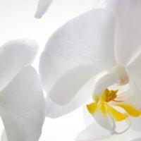 descubre-el-simbolismo-y-significado-detras-de-la-hermosa-orquidea-blanca-en-la-jardineria