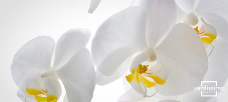 Descubre el simbolismo y significado detrás de la hermosa orquídea blanca en la jardinería