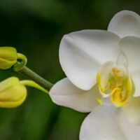 descubre-la-belleza-de-la-orquidea-blanca-caracteristicas-y-cuidados