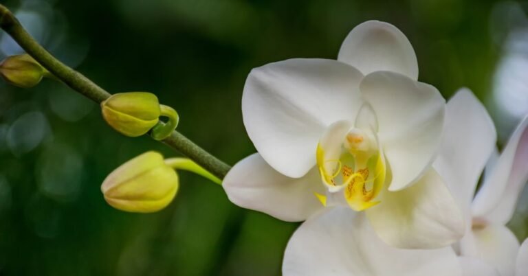 Descubre la belleza de la orquídea blanca: características y cuidados
