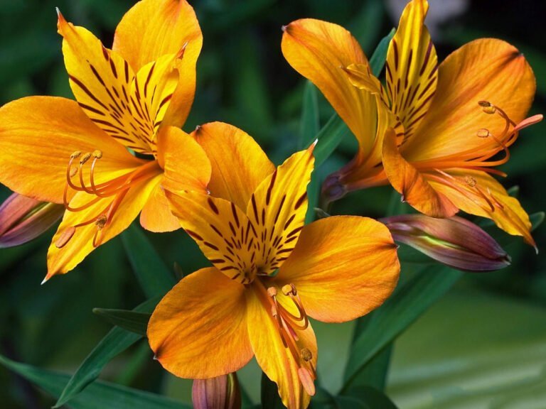 Descubre la belleza del Alstroemeria: la flor que se parece al lirio