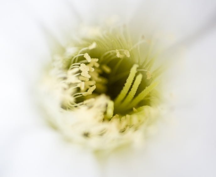 Descubre la belleza efímera: ¿Cuál es la flor que dura solo un día?