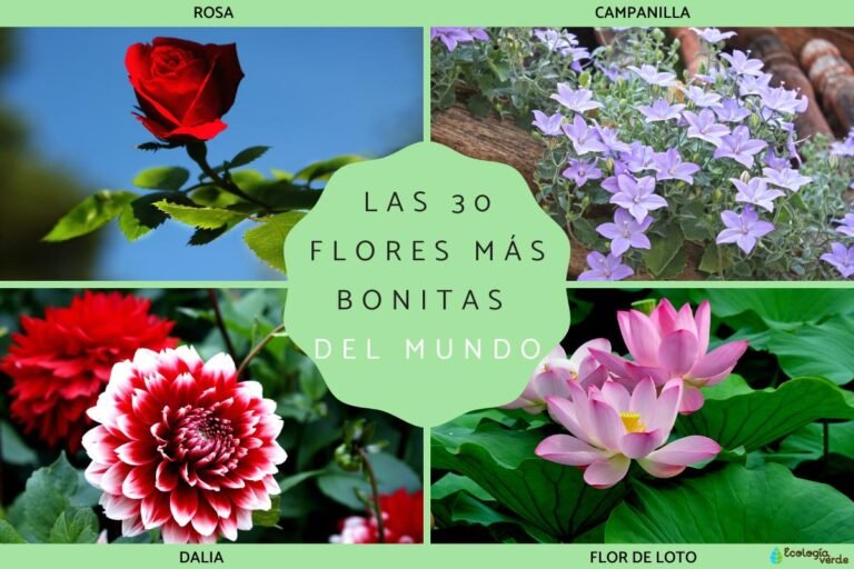 Descubre la belleza sin igual de la flor más hermosa del mundo en tu jardín