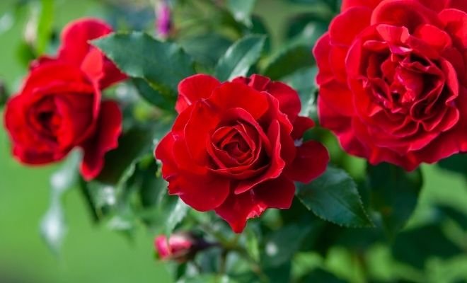 Descubre la belleza y significado detrás de una flor roja en tu jardín
