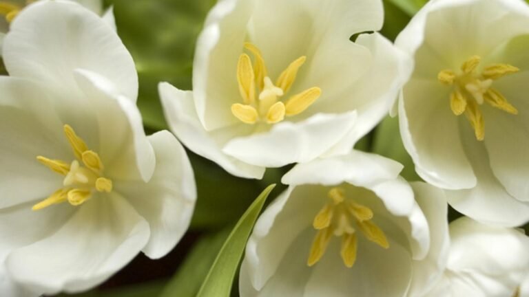 Descubre la belleza y simbolismo de la flor del amor eterno para tu jardín