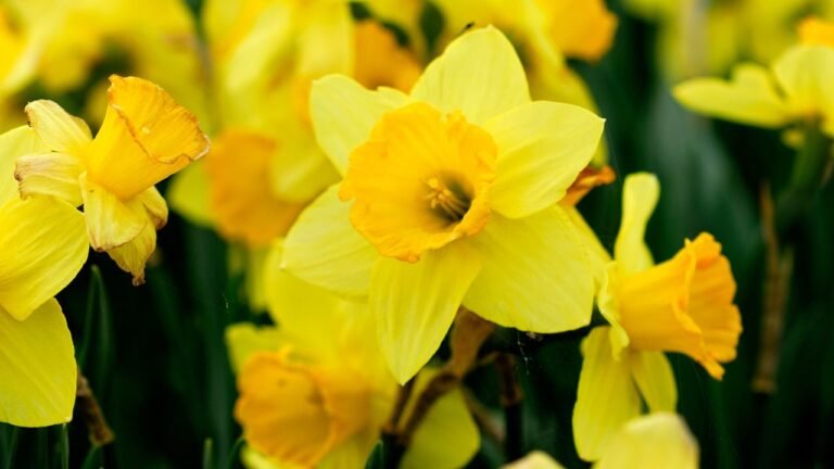 Descubre la belleza y simbolismo de la flor Narciso en la jardinería