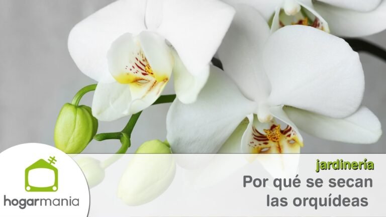 Descubre la causa detrás de las hojas secas de tus orquídeas y cómo solucionarlo