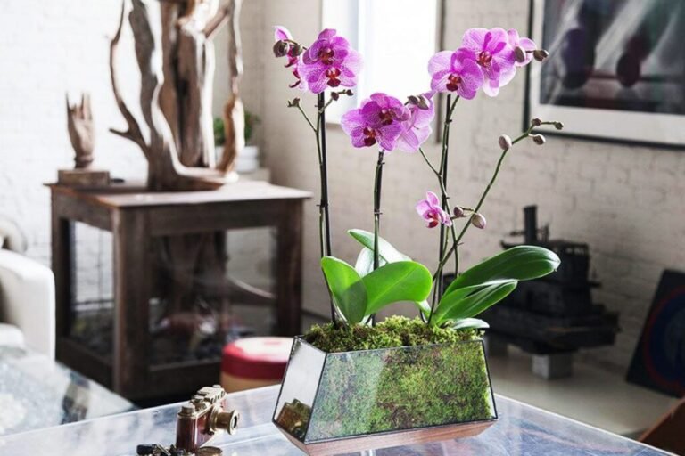 Descubre la delicadeza de las orquídeas: cuidados esenciales para su supervivencia