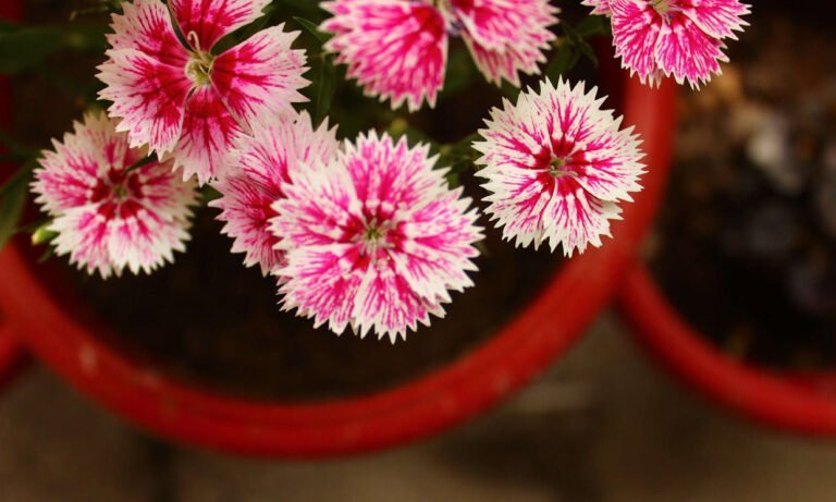 Descubre la duración de los claveles en tu jardín: ¿Cuánto tiempo florecen?