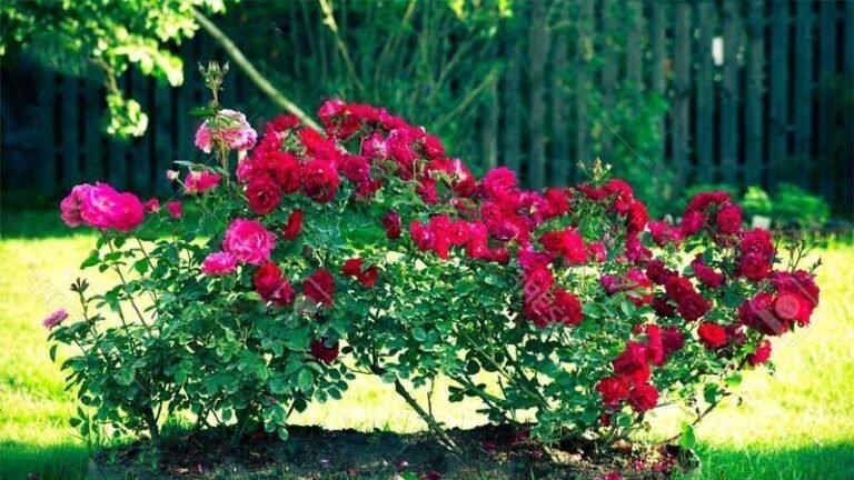 Descubre la esperanza de vida de los rosales: ¿cuánto tiempo vivirán en tu jardín?