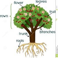 descubre-la-fascinante-estructura-de-la-raiz-del-cerezo-en-tu-jardin
