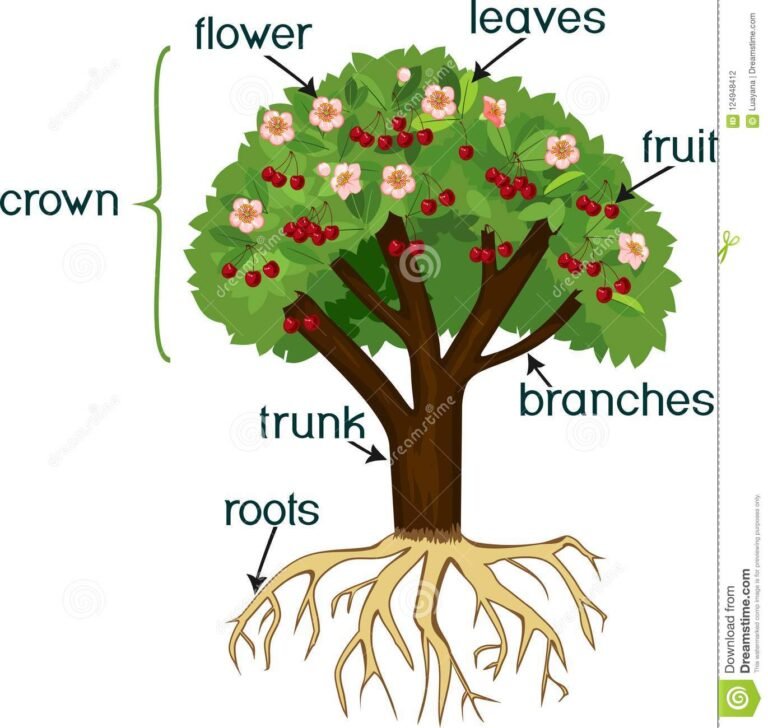 Descubre la fascinante estructura de la raíz del cerezo en tu jardín