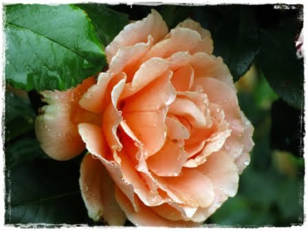 Descubre la fascinante historia detrás del origen de la rosa y su relación con la jardinería