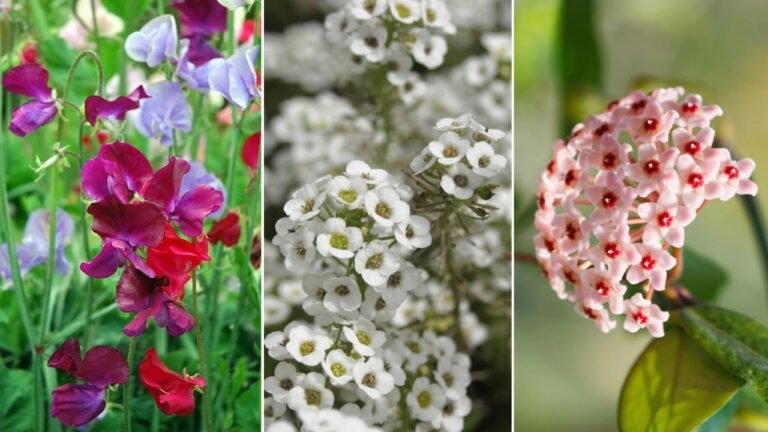 Descubre la flor con el aroma más delicioso para embellecer tu jardín.